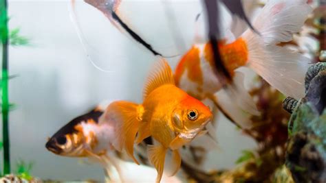 怎麼養魚|養魚入門：13技巧及飼養注意